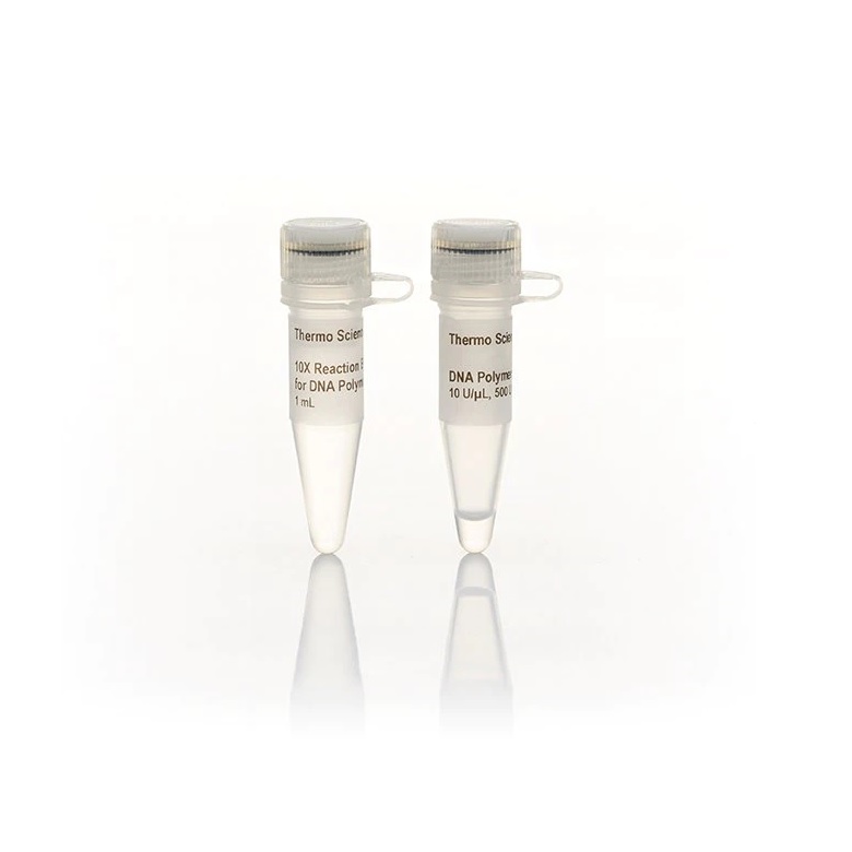 Thermo Scientific DNA Polymerase I